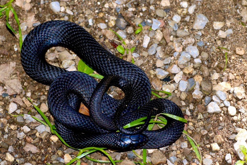  Mission Accomplished: Wildlife Officials Celebrate Finding Rare Snake in Alabama for the Second Time in 60 Years