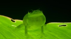  Two New Species of Endangered Glass Frogs With See-Through Bodies Discovered in Active Mining Sites in Ecuador