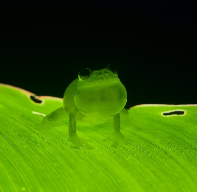  Two New Species of Endangered Glass Frogs With See-Through Bodies Discovered in Active Mining Sites in Ecuador