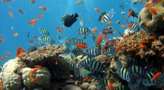  Fish Communities in the Great Barrier Reef is Losing Their Color Due to Coral Reefs Decline, Study Reveals