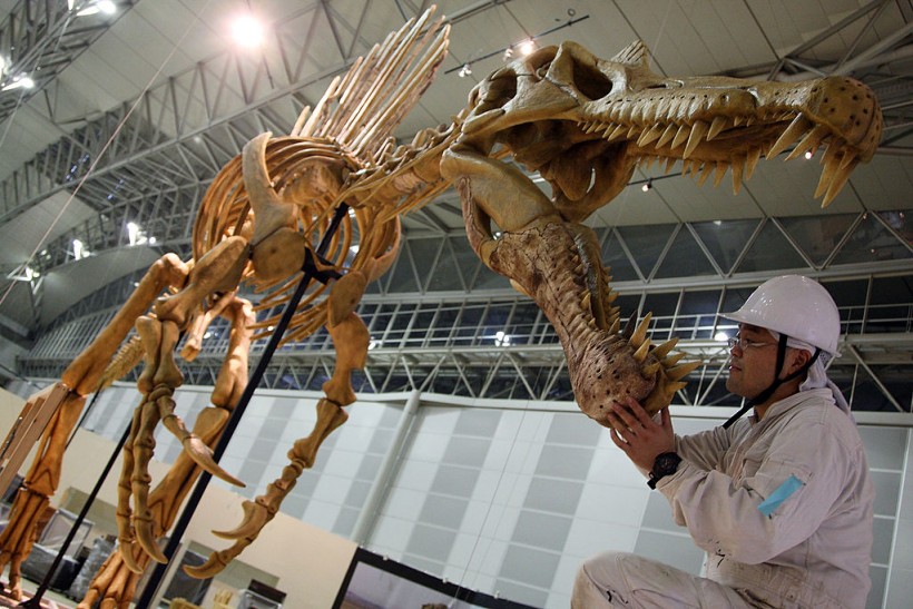 Real Sized Mamenchisaurus Model Installed For Exhibition