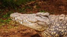  Potentially Iconic Crocodile in Kowanyama 'Humanely Euthanized' for Continually Displaying Aggressive Behavior