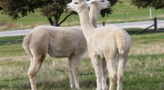  Nanobodies in Alpaca Can Neutralize SARS-CoV-2 and Its Variants, Hold Potential for Novel Treatments Against COVID-19