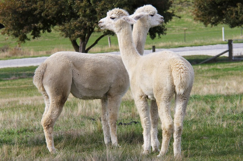  Nanobodies in Alpaca Can Neutralize SARS-CoV-2 and Its Variants, Hold Potential for Novel Treatments Against COVID-19