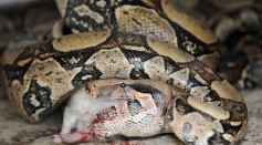 A recovering boa constrictor feeds on a