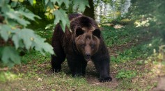  Hiker Killed in A Suspected Encounter With Grizzly Bear: How to Stay Safe When Meeting These Fluffy Creatures?