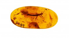  30-Million-Year-Old Baltic Amber Reveals First Adult Lacewing That Looks Like Praying Mantis