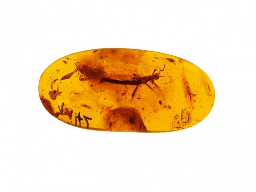  30-Million-Year-Old Baltic Amber Reveals First Adult Lacewing That Looks Like Praying Mantis