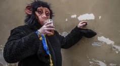 Monkeys Found to Consume Alcohol; Hints Human Passion for Booze