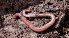  Invasive European Earthworms are Harming Native Species in North American Forests