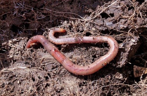 Invasive Earthworms Behind the Striking Decline of Insects in North