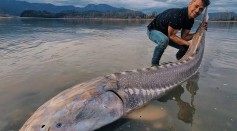 Massive ‘Living Dinosaur’ Appeared in Fishing Activity on Fraser River, Alberta