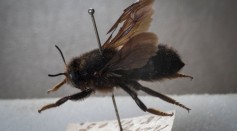 Scientists Monitor Insect Populations In Southwest Germany