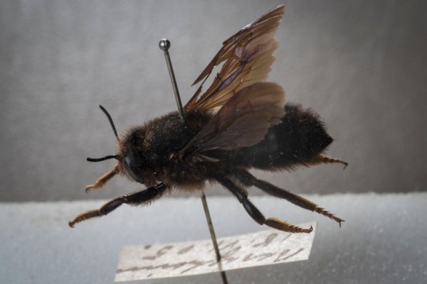 The World's Largest Bee Is Not Extinct - The New York Times