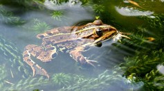  Nevada Toad Gets Endangered Species Protection in Rare Emergency Ruling Due to Geothermal Plant