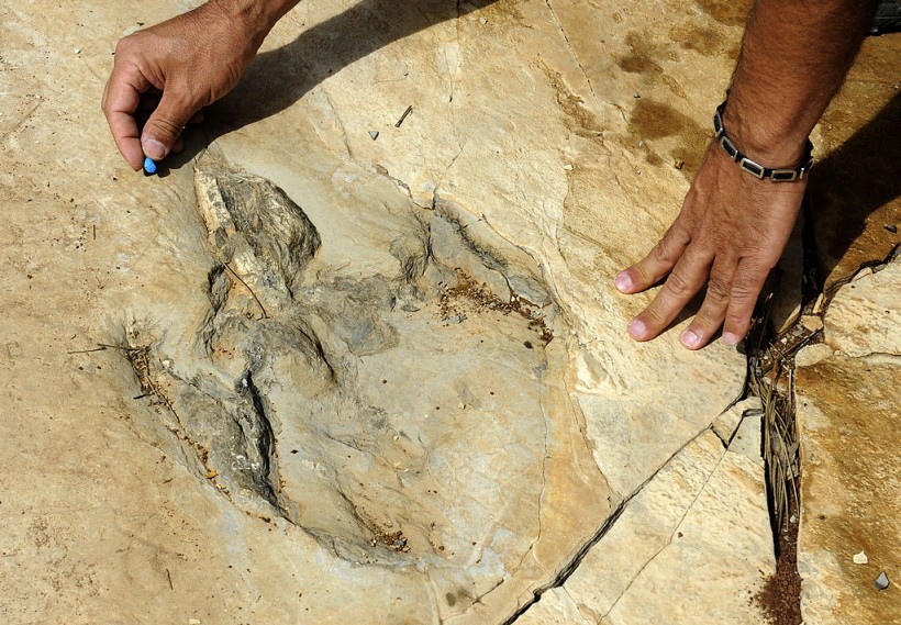 New Dinosaur Footprints Unearthed in Spain Revealed Injured Theropod Foot