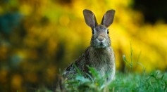  Utah Park Warns Highly Contagious, Lethal Virus Spreading Among Pet and Wild Rabbits