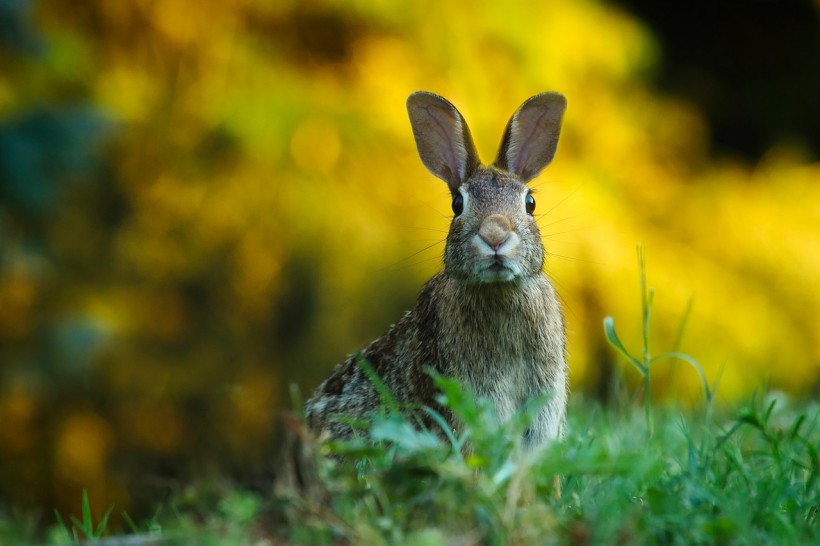  Utah Park Warns Highly Contagious, Lethal Virus Spreading Among Pet and Wild Rabbits