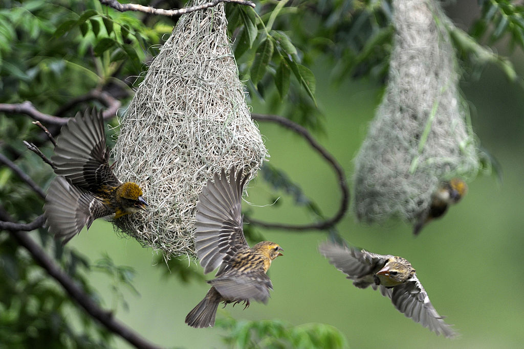 Weaver, Nesting Habits, Social Behavior & Plumage