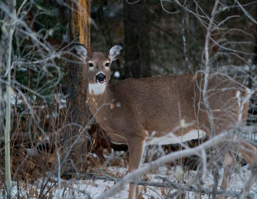 Deer in Canada