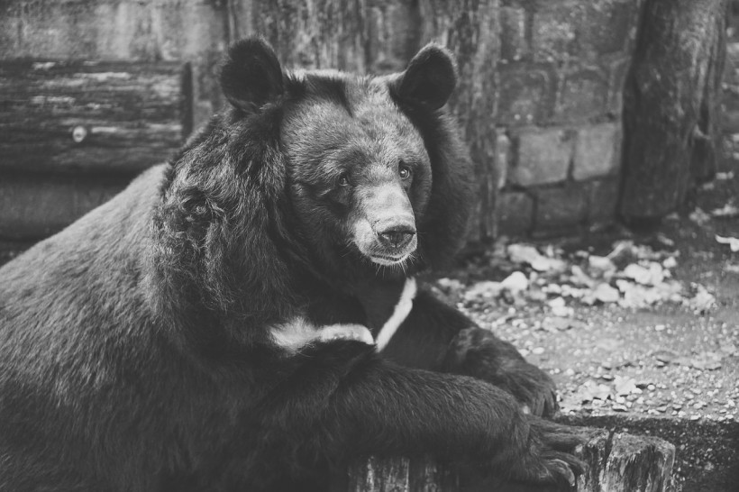  Blind Bear Locked in Cage for 30 Years Along With Miserable Monkeys, Other Animals in the World's Saddest Zoo