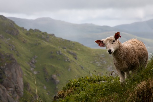 sheep bot fly