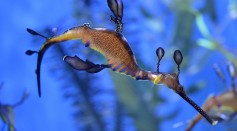 A Weedy seadragon floats at the Aquarium