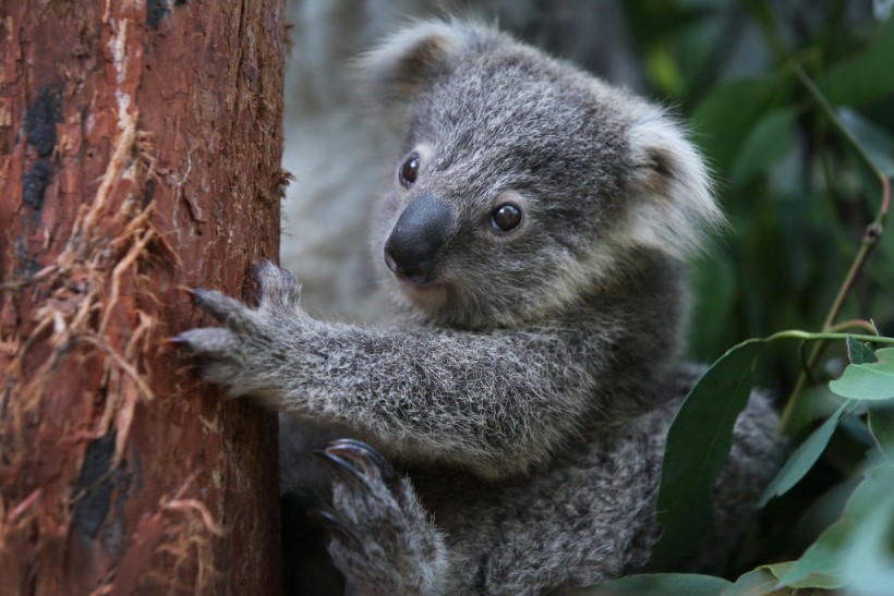 Australia’s Koala