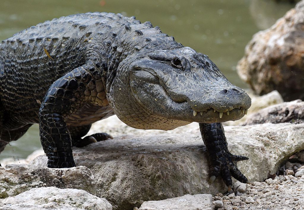 Us Animal Alligators Conservation 
