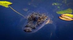 Alligator Swiftly Snaps Snake Swimming in Texas Canal: Foraging Habits of Prehistoric Reptiles Explained