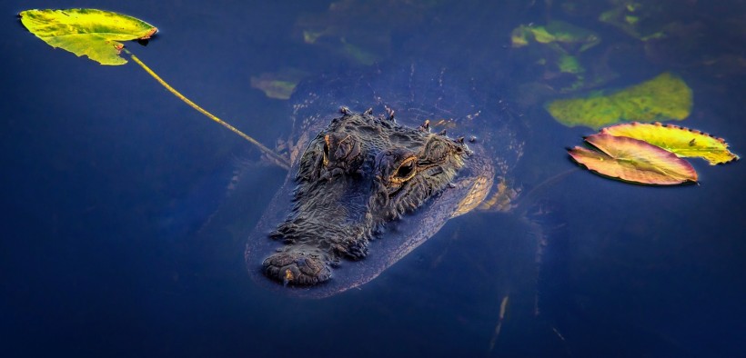  Alligator Swiftly Snaps Snake Swimming in Texas Canal: Foraging Habits of Prehistoric Reptiles Explained