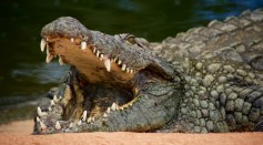 Sunbathing 7-Foot Crocodile Blocks Navy Airfield: Why Do These Reptiles Bask Under the Sun? 