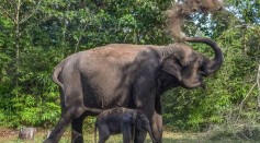 Elephant Mother