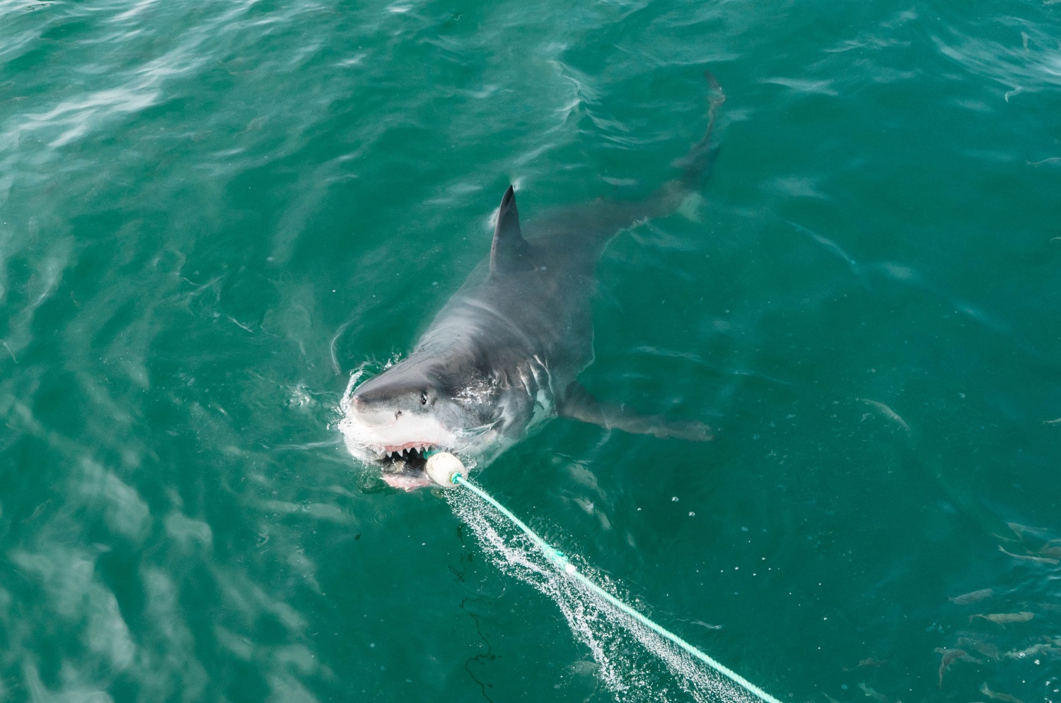 14-Foot Great White Shark Attacks Family Boat After Circling It For Over An  Hour; How Often Do These Predators Attack? [WATCH]