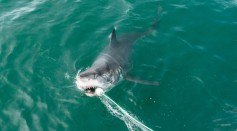  [WATCH] 14-Foot Great White Shark Attacks Family Boat After Circling It For Over An Hour; How Often Do These Predators Attack?