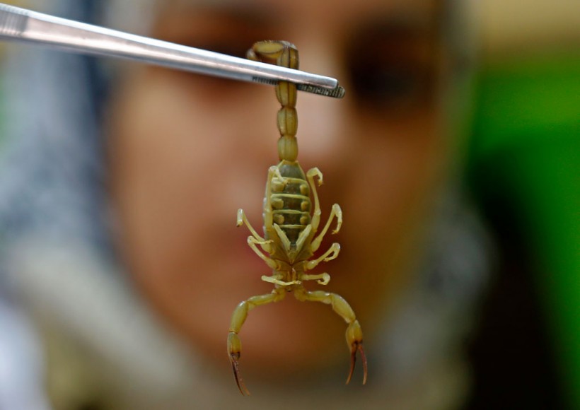  Smaller Scorpions Have More Potent Venom Than Larger Ones, New Research Reveals
