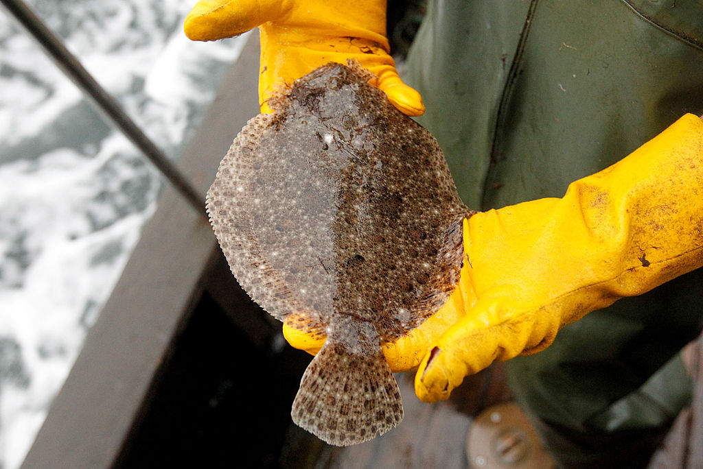 Meet Baltic Flounder, First Fish Species Endemic to Baltic Sea