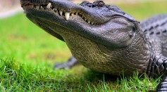  Driver Ran Over 7-Foot Crocodile in Florida: Here's What To Do During A Wildlife Crash