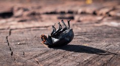 Alarming Decline of Insect Population and What Causes the Crisis