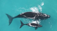 Unexpected Journey of Two Southern Right Whales Reached 10,000 Kilometers Across the Atlantic