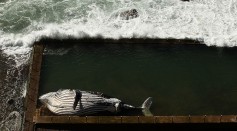 Hump Back Whale Washes Up On Northern Beaches