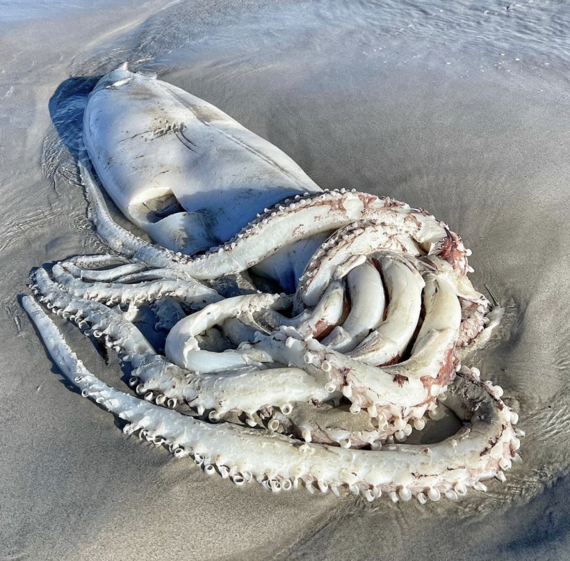 Giant Squid Bigger Than a Toddler Washed Ashore in Cape Town After Similar Massive Creature Was Spotted in Japan