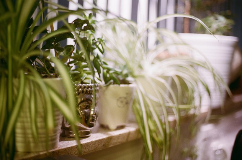  Can Houseplants Reduce Toxins in the Atmosphere? Here are Five Air-Purifying Plants That Naturally Clean the Air