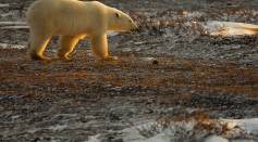 Polar Bears Begin Seal Hunting On Frozen Icepacks In Northern Canada