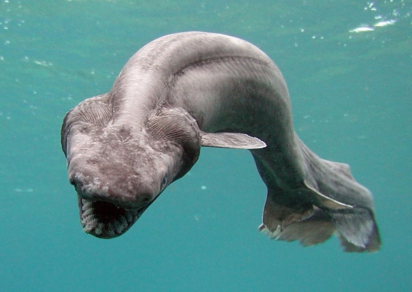 Deep-Sea Fish, Frill Shark Found Alive In Numazu, Japan