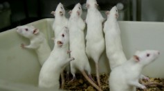 Mice in Laboratory