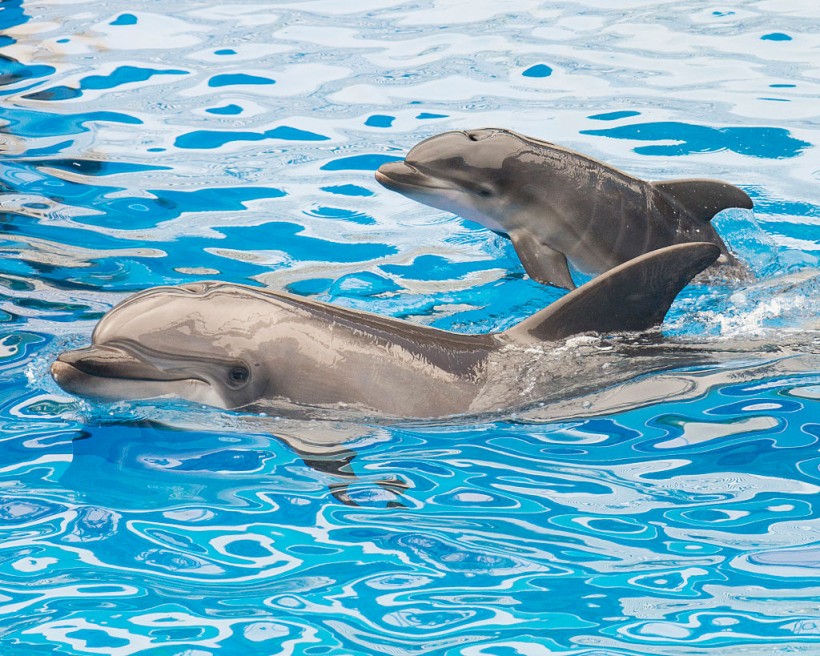 Dolphin Calf Born At SeaWorld San Diego