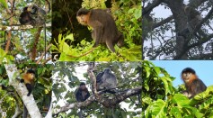 Is Malaysia’s “mystery monkey” a hybrid between Nasalis larvatus and Trachypithecus cristatus? An assessment of photographs