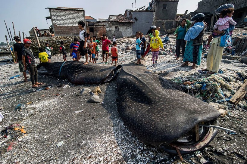 INDONESIA-ENVIRONMENT-SHARK