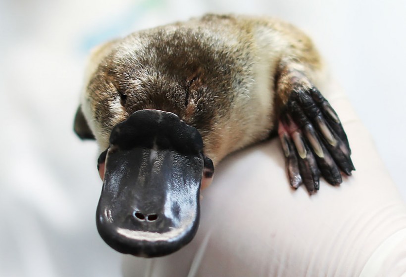Platypus Rescue And Rehabilitation Centre To Be Built At Taronga Zoo